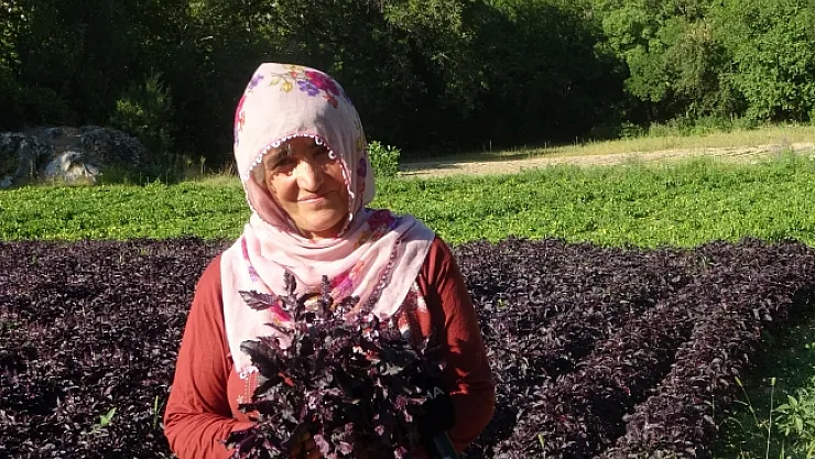 Mor reyhanda hasat zamanı