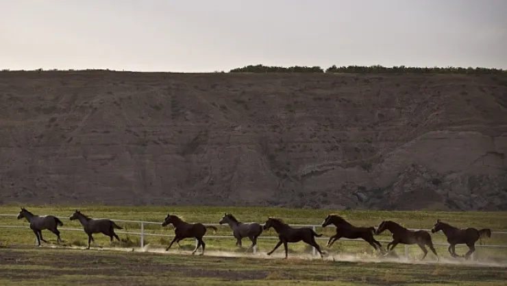 Sultansuyu'nda yetişen 8 tay satıldı
