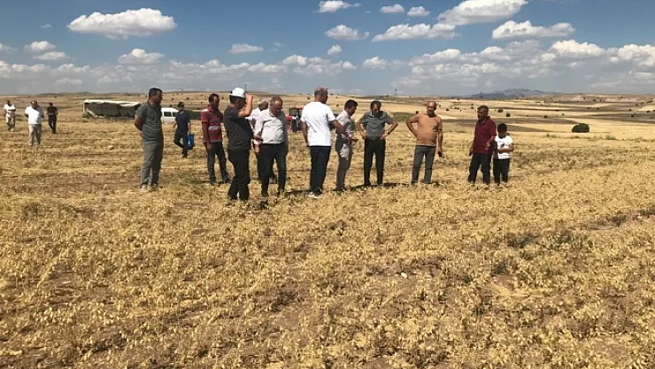 Üreticiye dağıtılan nohutların hasadına başlandı