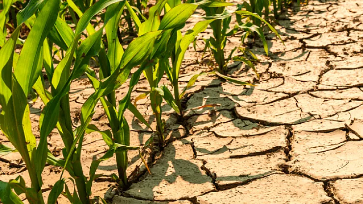 Büyükşehir Belediyesi iklim değişikliği için çalışmalara başladı