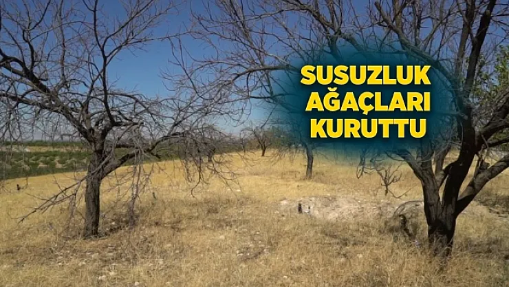 Karahan Mahallesi'nde çiftçilerin sulama çilesi! Kayısı ağaçları kurudu!
