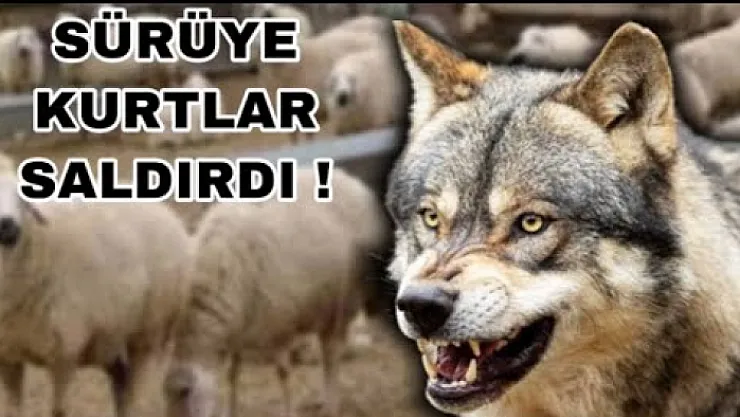 Kurtlar koyun sürüsüne saldırdı: 2 koyun telef oldu