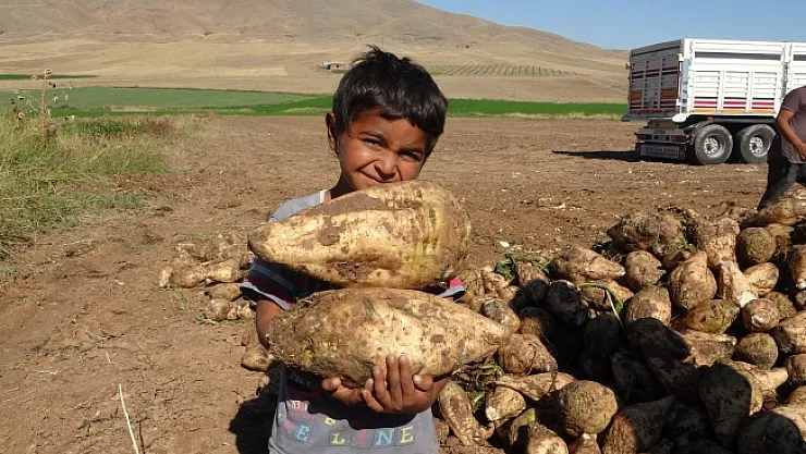 En tatlı hasat yüzleri güldürdü