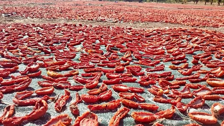 Kurutmalık domates daha da yaygınlaştırılacak