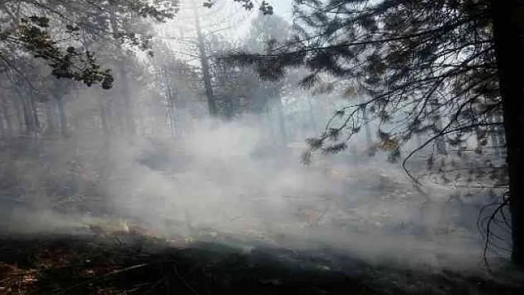 Pütürge'de ormanlık alanda yangın!