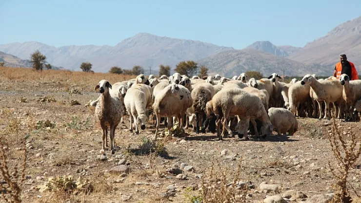 Yetiştiriciler dertli! Çoban bulunamıyor, maliyetler yüksek!