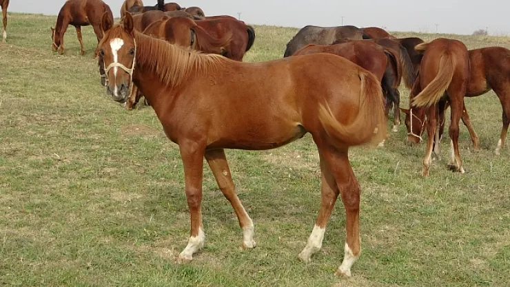 Bu atlar para basıyor