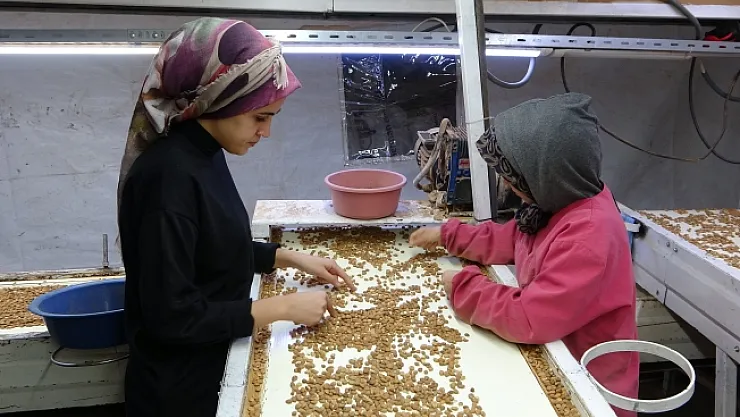 Kayısı çekirdeği ihracatı yüz güldürüyor