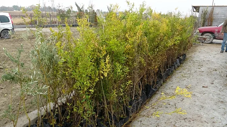 Malatya'da meyve fidanı atağı