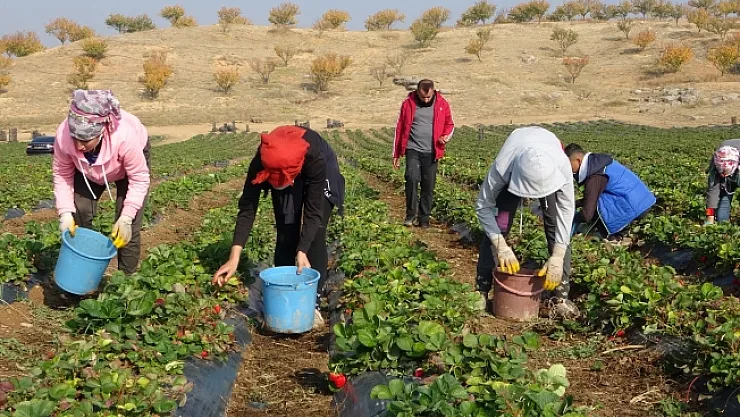 Malatya'dan ABD ve AB ülkelerine dondurulmuş çilek ihracatı