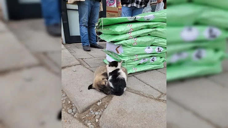 Soğuktan üşüyen kedi ile köpeğin dayanışması yürekleri ısıttı