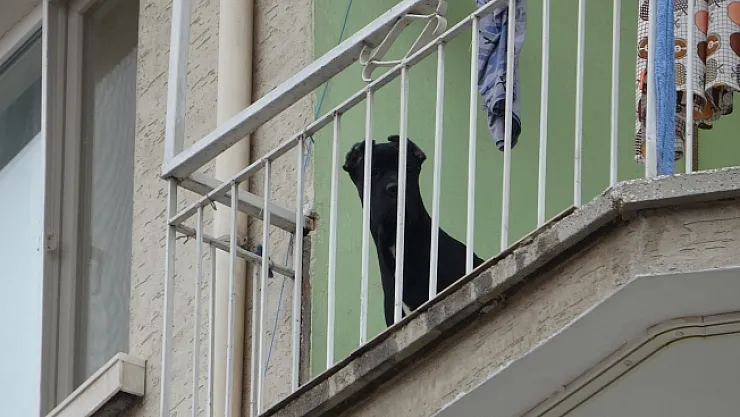 Evde bırakılarak misafirliğe gidilen köpek, polisi alarma geçirdi