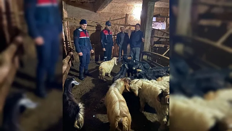 Kayıp hayvanlar 10 saat sonra bulundu