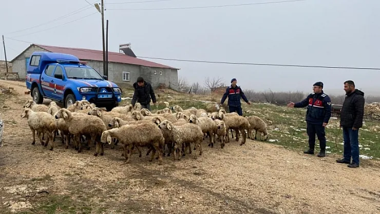 Kayıp hayvanlar dron ile bulundu