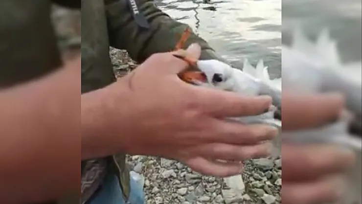 Oltaya martı takıldı