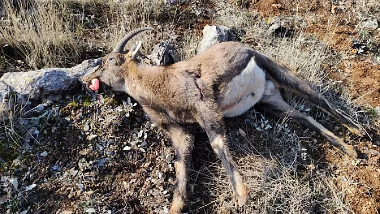 Yaban keçisi avlayan 2 kişiye 505 bin TL ceza