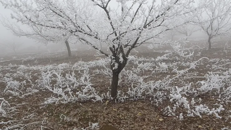 Böylesi ilk kez görüldü: Kırağı ağaçların dallarını kırdı