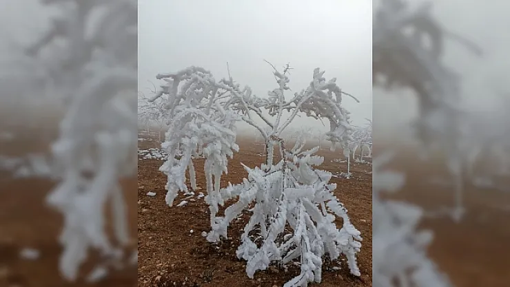 Darende'de kar beklenirken ağaçlar kırağı tuttu