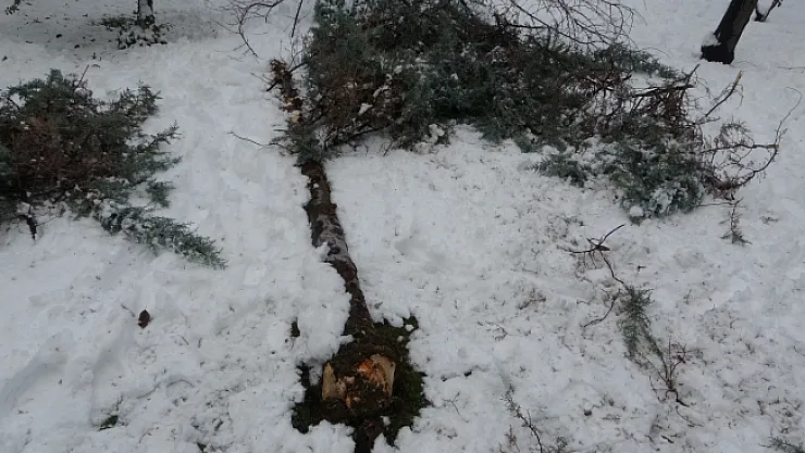 Malatya'da kar ağaçları yerinden söktü