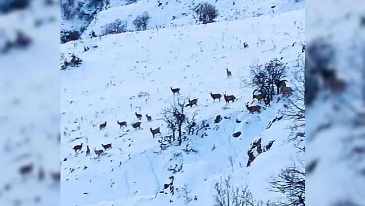Malatya'da kar altında yiyecek arayan yaban keçileri görüntülendi