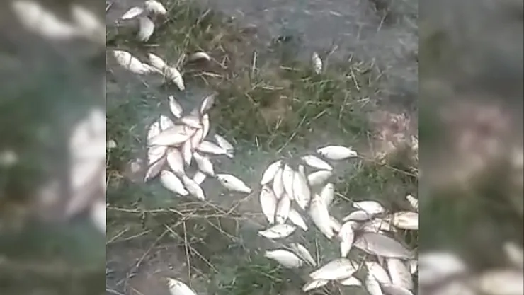 Sel nedeniyle taşan gölde balıklar karaya vurdu