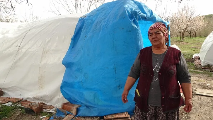 Depremde evi yıkılan Zehra teyzenin umudu 'kayısı'