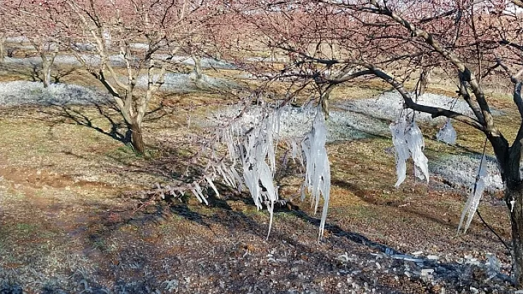 Kayısı don vurdu!