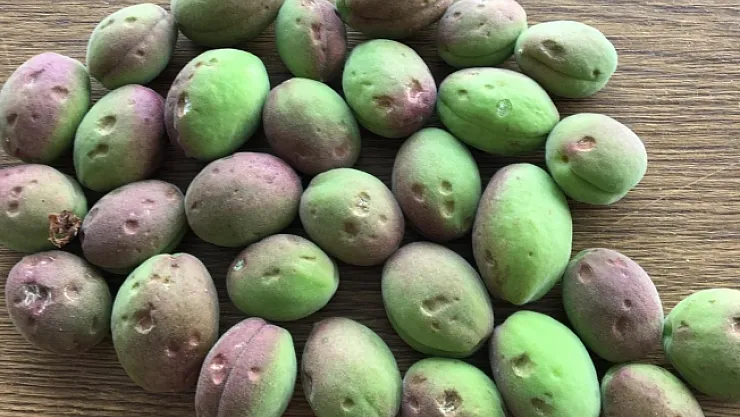 Dolu, kayısı bahçelerine zarar verdi