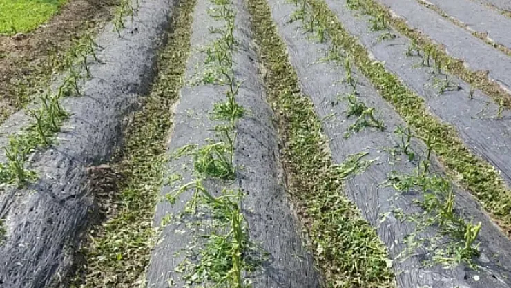 Malatya'da etkili olan dolu yağışı sebze fidelerine zarar verdi.