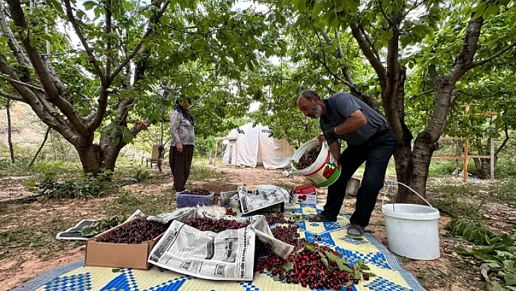 Dalbastı Kirazı'nda hasat zamanı