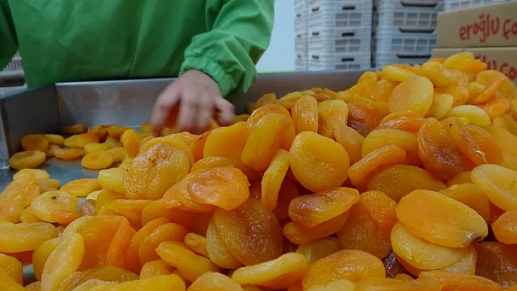Depreme rağmen kuru kayısı ihracatı yüz güldürdü