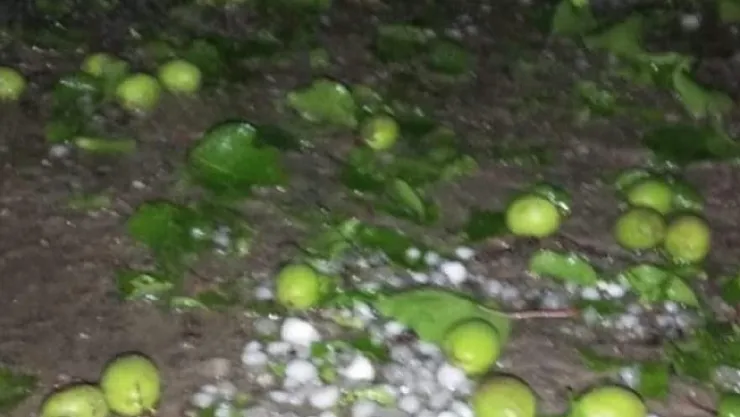 Dolu yağışı kayısı bahçelerine zarar verdi