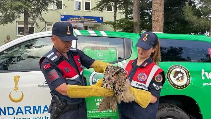 Jandarma tarafından bulunan yaralı baykuş koruma altına alındı
