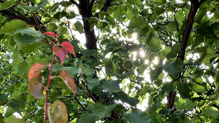 Kayısı rekoltesinde düşüş bekleniyor