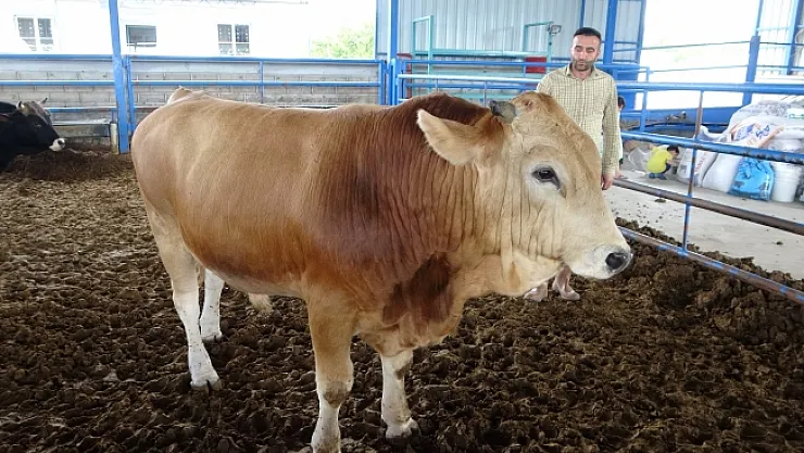 Malatya'nın 1 tonluk 'Paşası' rekor fiyata satıldı