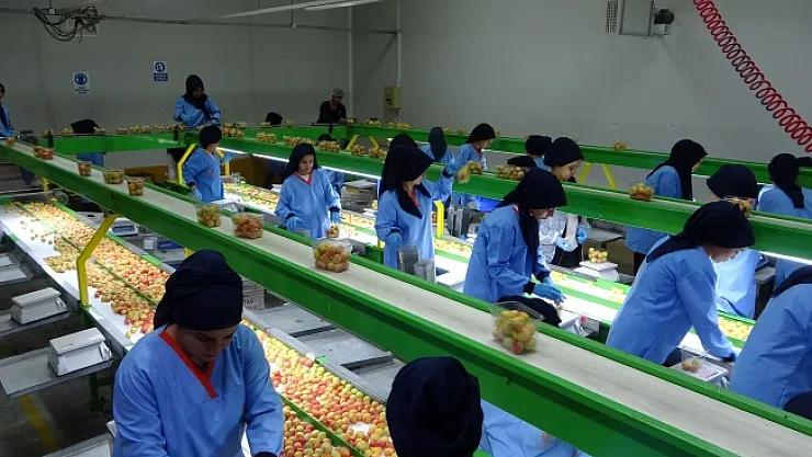 Avrupa'nın yaş kayısısı Malatya'dan