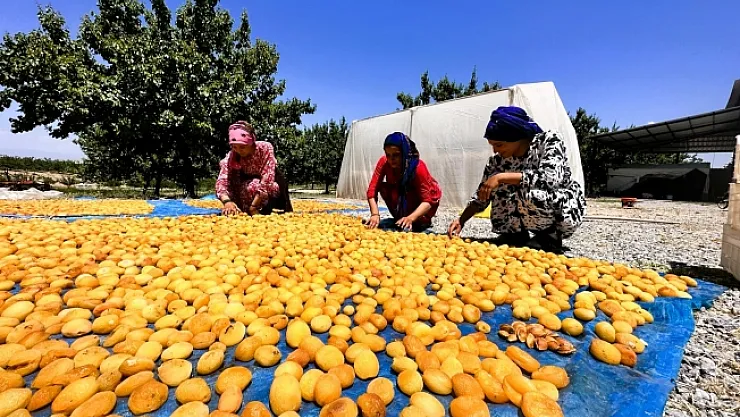 Kayısıda hasat dönemi