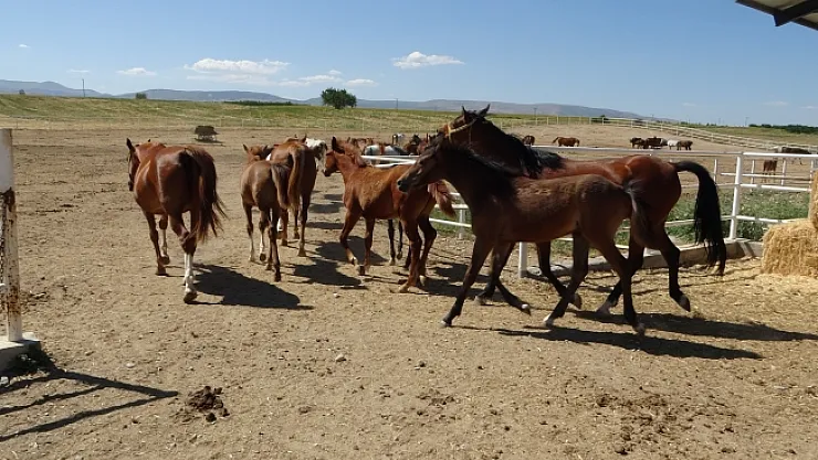 Milyonluk taylar görücüye çıkıyor