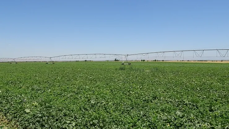 Sultansuyu'nda karpuz ve kavun hasadı için gün sayılıyor