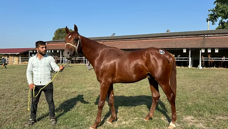 TİGEM 42 tay satışından 10 milyon lira gelir elde etti