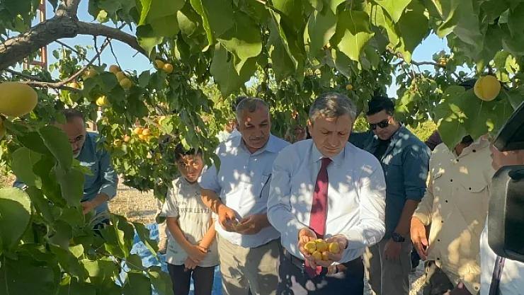 Vali Şahin, tarla gününde kayısı hasadına katıldı
