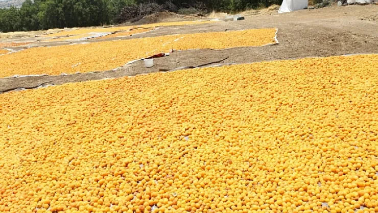 Arguvan'da kayısı hasadı devam ediyor