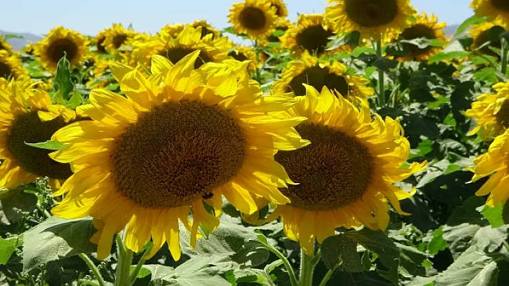 Malatya'da ayçiçeği hasadı başladı