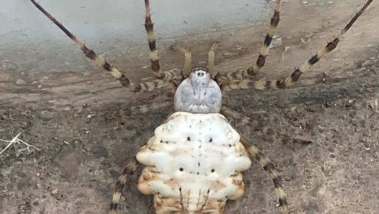 Malatya'da görülen örümcekle ilgili rahatlatan açıklama