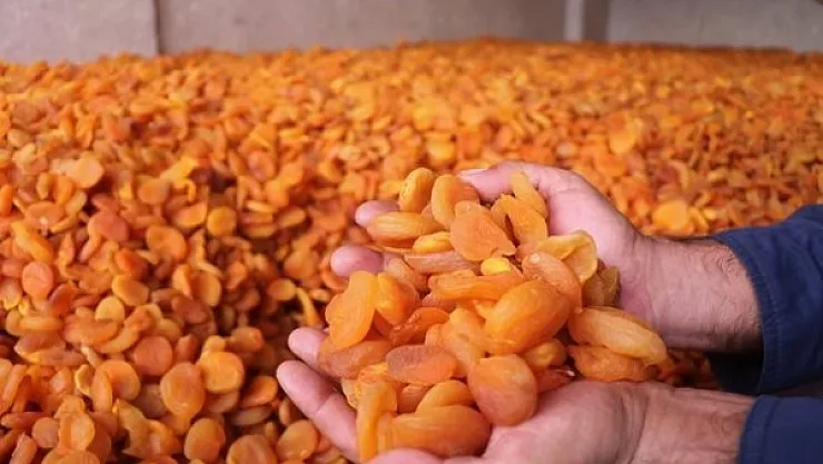 Depremin vurduğu Malatya'da kayısı yüz güldürüyor