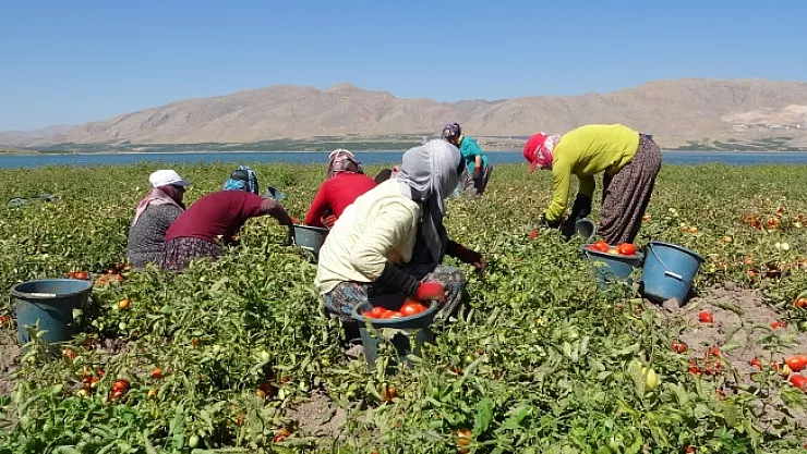 Malatya'da suların çekildiği baraj sahasında tarımsal üretim