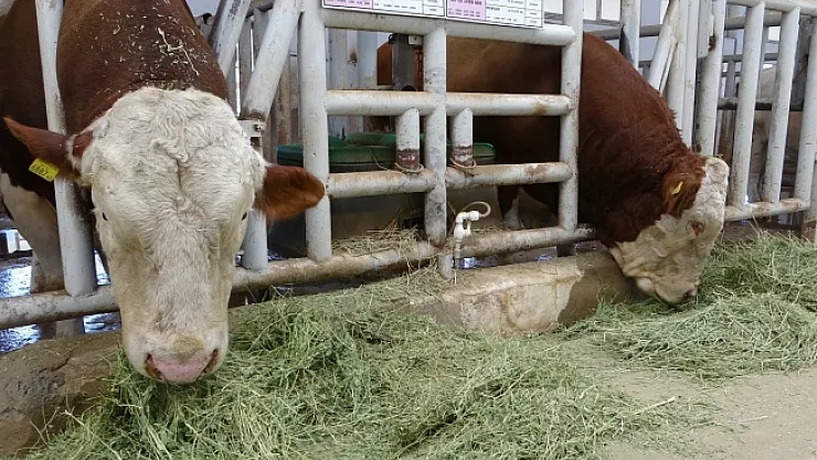Malatya'da üretilen boğa spermaları dünyaya ihraç edilecek