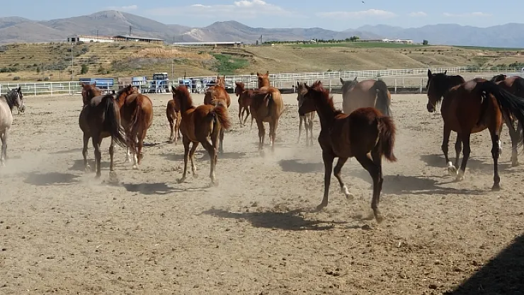 Milyonluk taylar görücüye çıkmaya hazırlanıyor