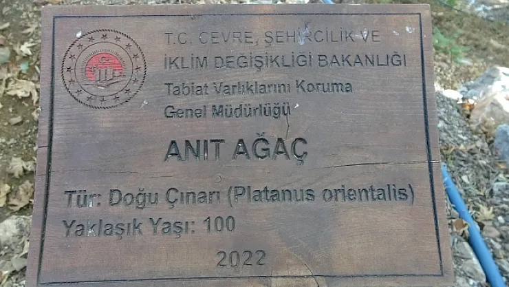 500 yıllık anıt ağacın levhasına sehven 100 yaşında olduğu yazıldı