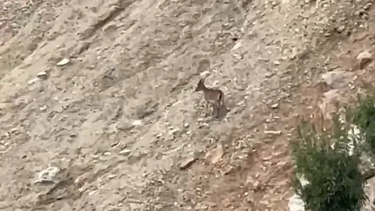 Malatya'da yaban keçileri sürü halinde görüntülendi